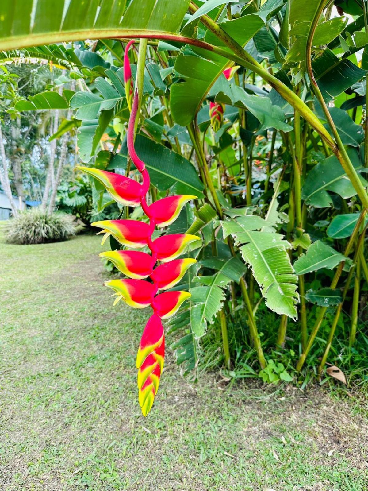 Finca Hotel El Eden Del Quindio Calarcá エクステリア 写真